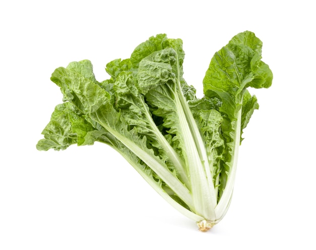 Fresh green lettuce salad leaves isolated on white background