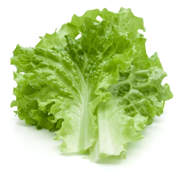 Fresh green lettuce salad leaves isolated on white background