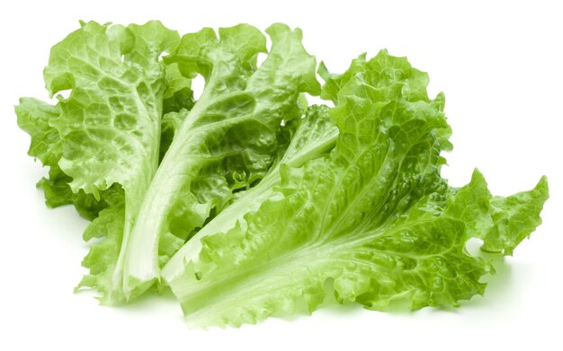 Fresh green lettuce salad leaves isolated on white background