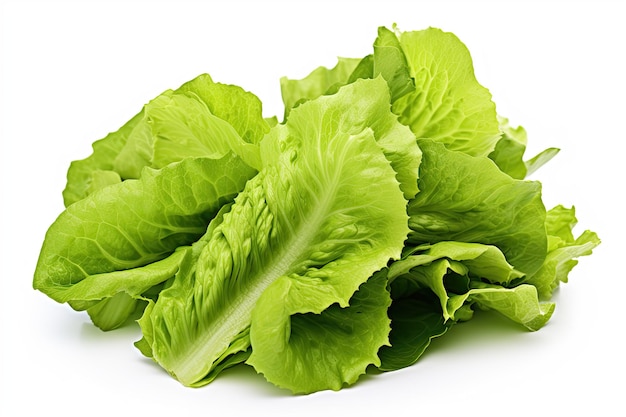 Fresh green lettuce salad leaves isolated on white background