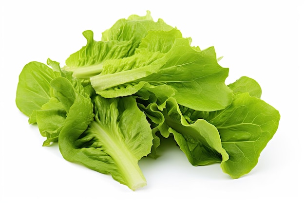 Fresh green lettuce salad leaves isolated on white background