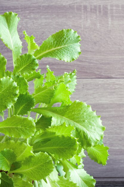 Fresh green lettuce on a wooden background