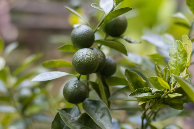 Fresh green mandarine on the tree with leaves