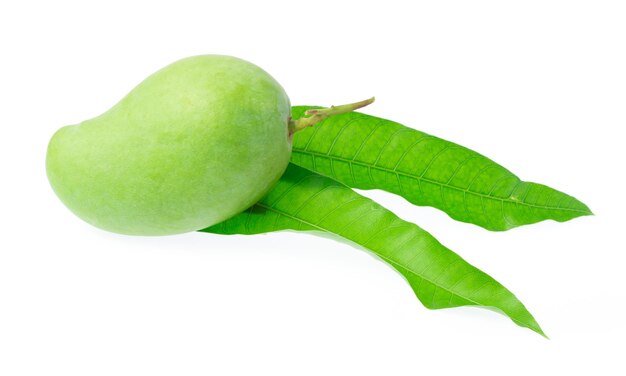 fresh green mango fruit isolated on white background