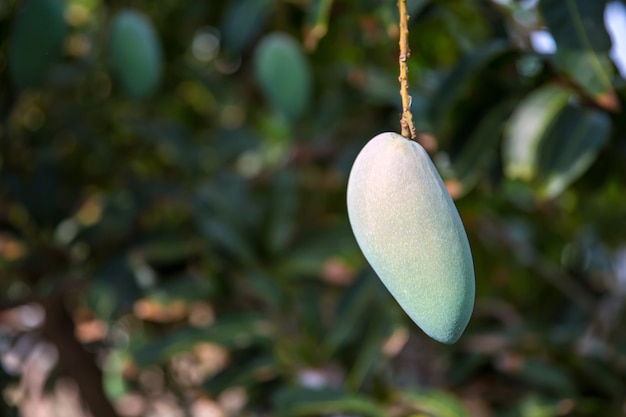 Свежие зеленые плоды манго на дереве в саду.