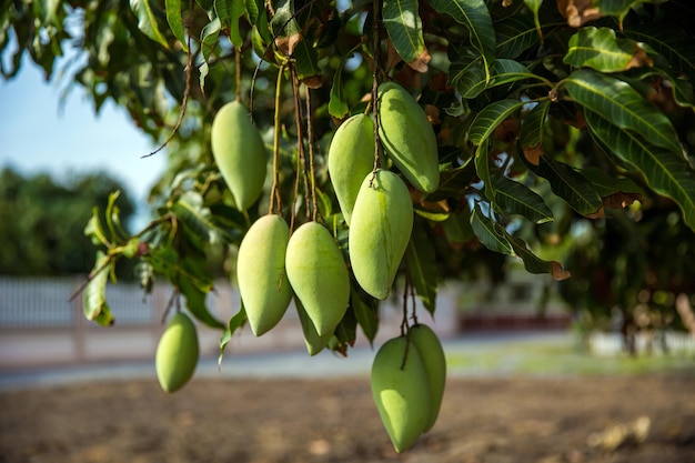Fresh green mango fruit on the tree in the orchard