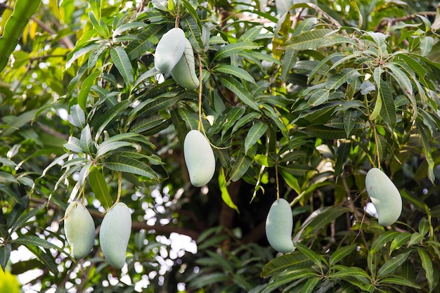 Fresh green mango fruit on the tree.