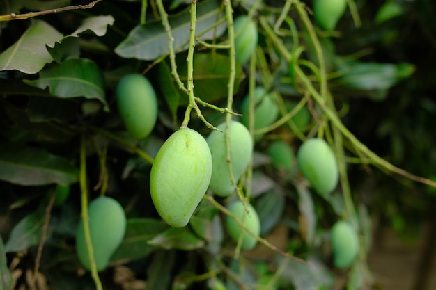 Fresh green mango in a garden