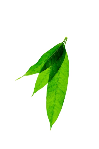 Fresh Green Mango leaves isolated