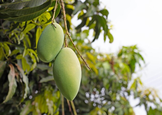 Foto mango verde fresco sull'albero