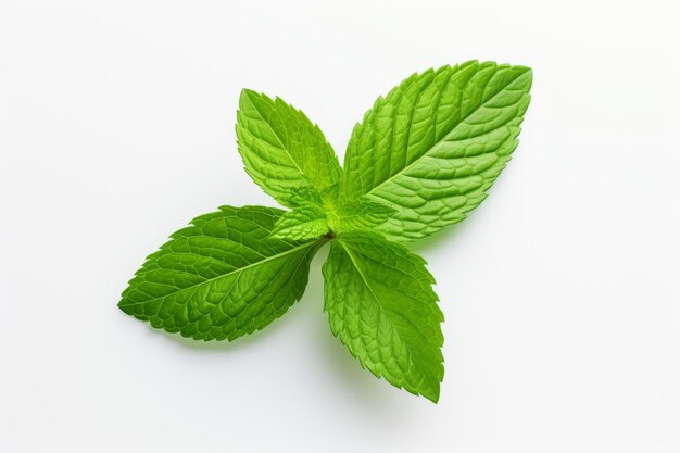 Fresh green mint leaves isolated on white background