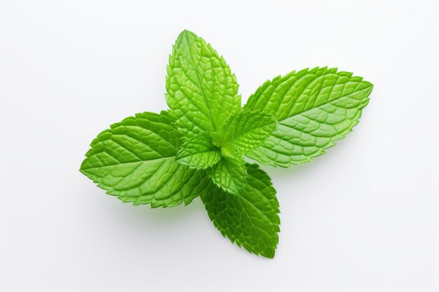 Fresh green mint leaves isolated on white background