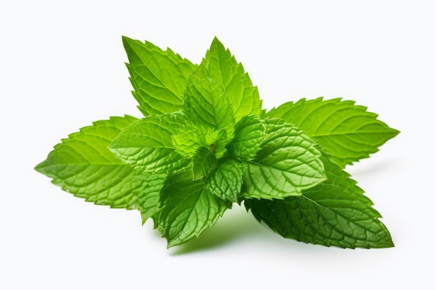 Fresh green mint leaves isolated on white background