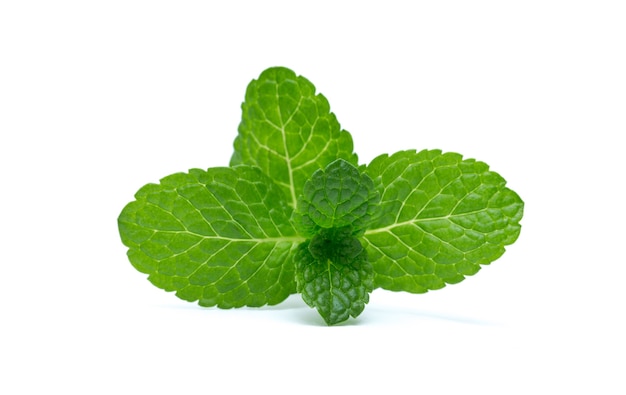 Fresh green mint leaves isolated on white surface. top view.