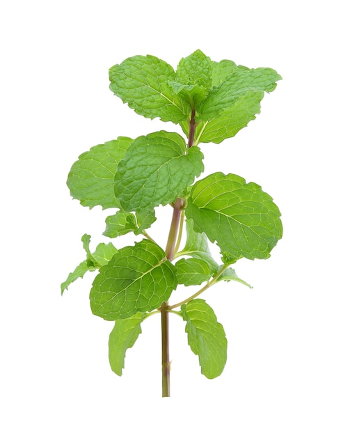 Fresh green mint leaves isolated