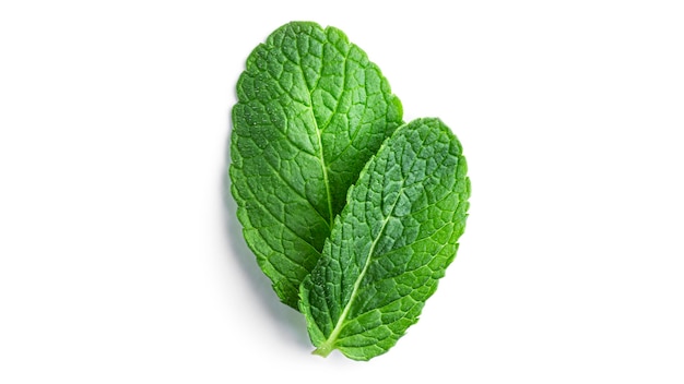 Fresh, green mint leaves on a white background. High quality photo