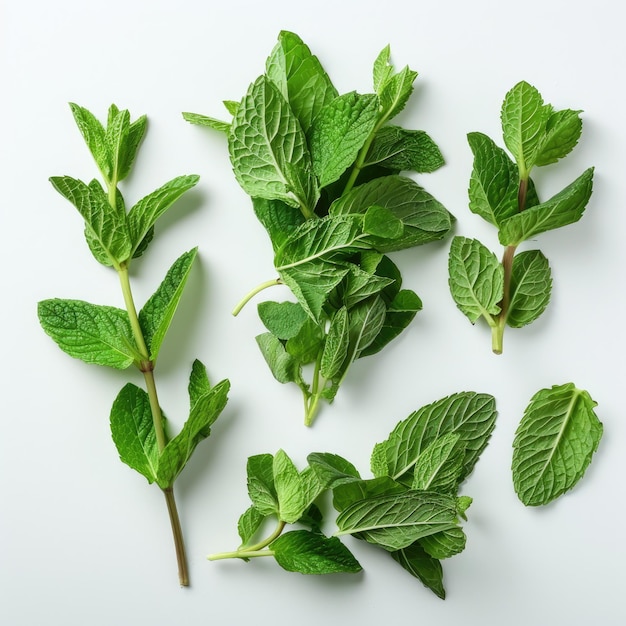 Fresh green mint leaves on white background