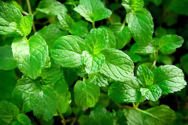 Fresh green mint leaves.