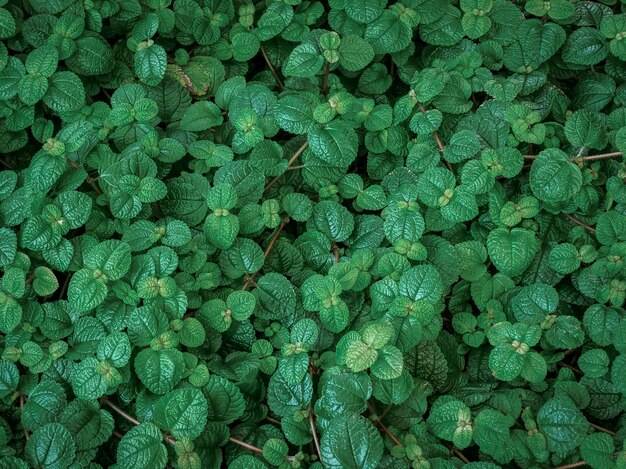 Fresh Green Mint Plants