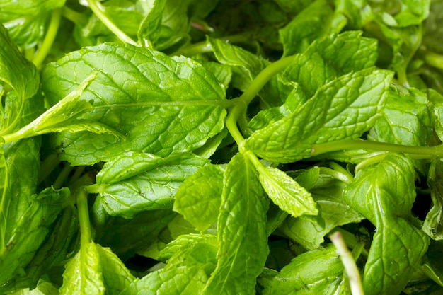 Fresh and green mint