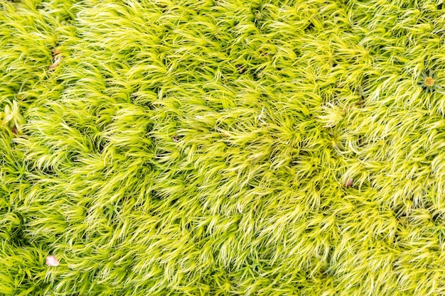 新鮮な緑の苔の背景テクスチャ