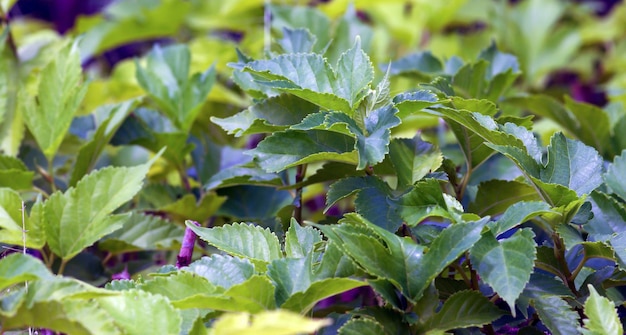 Fresh and green Mulberry (Morus alba) leaf buds in the nursery. Natural background.