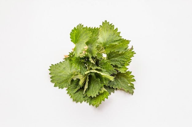 Fresh green nettle isolated on white background