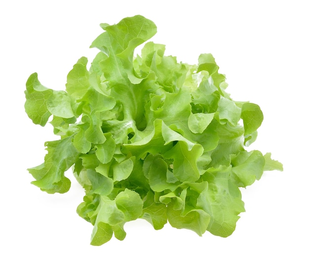 Fresh green oak lettuce leaf on white background