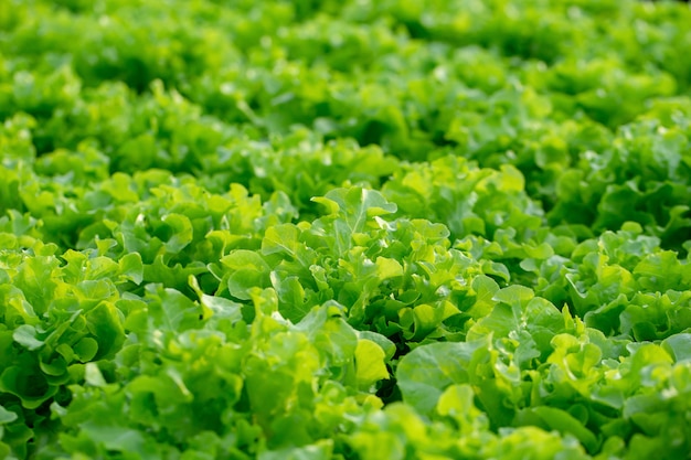 新鮮なグリーンオークのレタスの葉、サラダ野菜水耕栽培農場