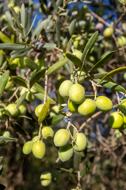 Photo fresh green olives on the olive tree