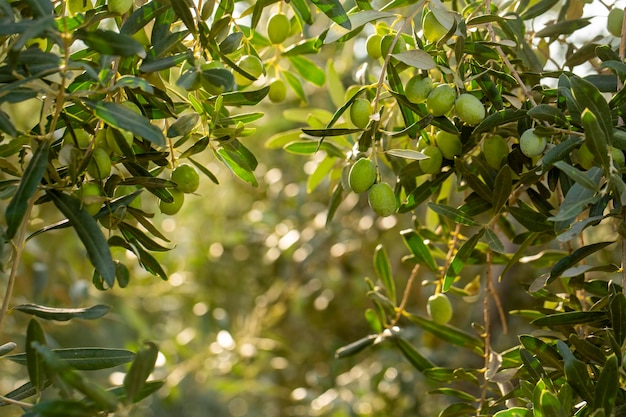 Свежие зеленые оливки на оливковом дереве