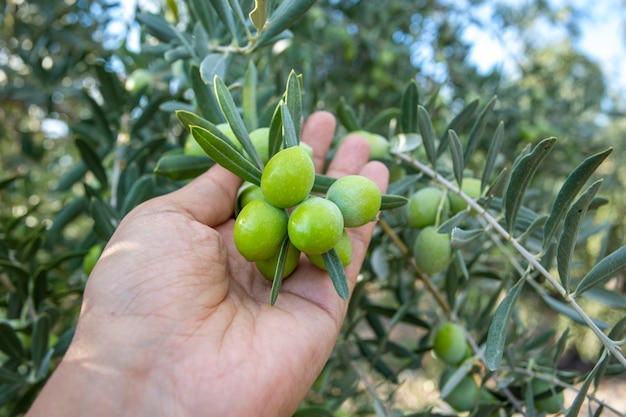 Фото Свежие зеленые оливки на оливковом дереве