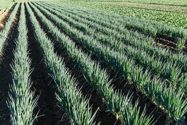 Fresh Green onion field