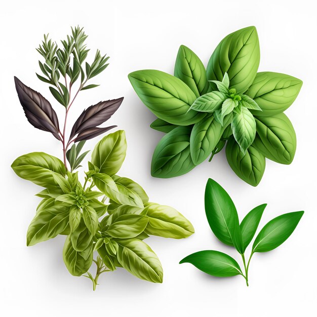 Photo fresh green organic basil and rosemary leaves