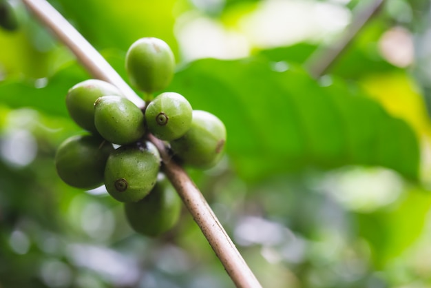 Fresh green organic coffee cherries with coffee tree in northern part of thailand