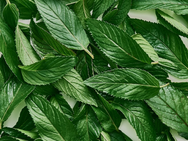 Fresh green organic leaves mint.