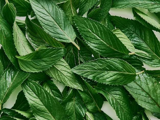 Menta verde fresca delle foglie organiche.