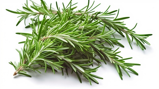 Fresh green organic rosemary leaves isolated