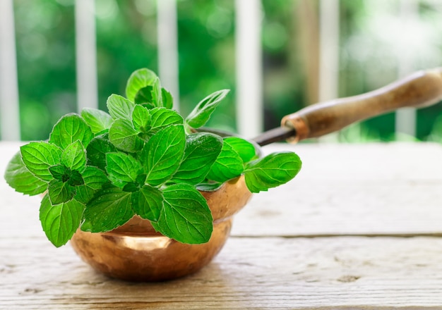 Fresh green organic sprigs of mint, Peppermint, Spicy herbs, Seasoning