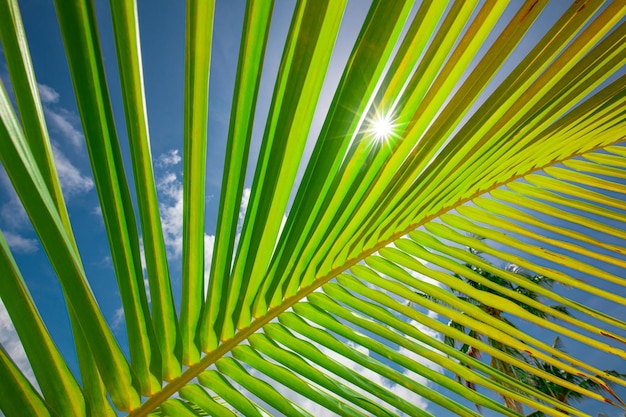 푸른 하늘과 태양 플레어 광선으로 신선한 녹색 야자 잎 열 대 자연 근접 촬영 고요한 자연