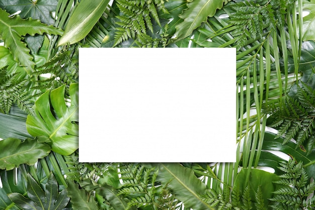 Fresh green palm leaves frame with copy space