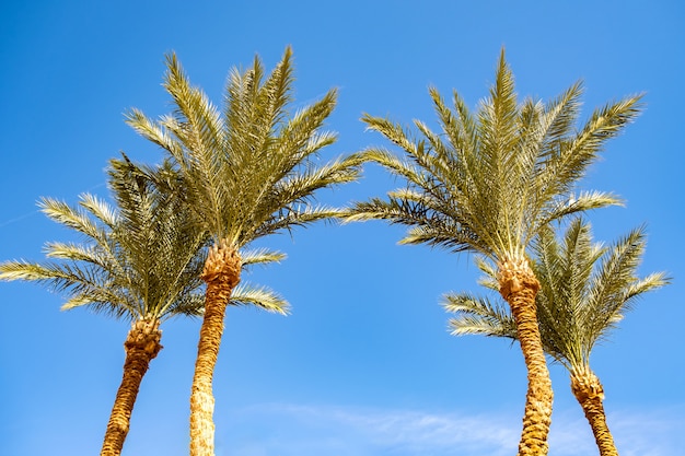 Fresh green palm trees in tropical region against blue vibrant sky.