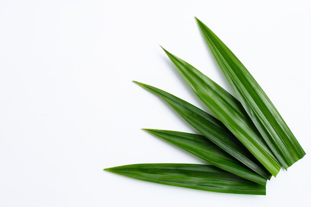 Fresh green pandan leaves on white background.