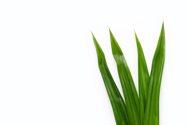 Fresh green pandan leaves on white background.