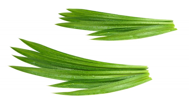 Fresh green pandan leaves with water droplets isolated  