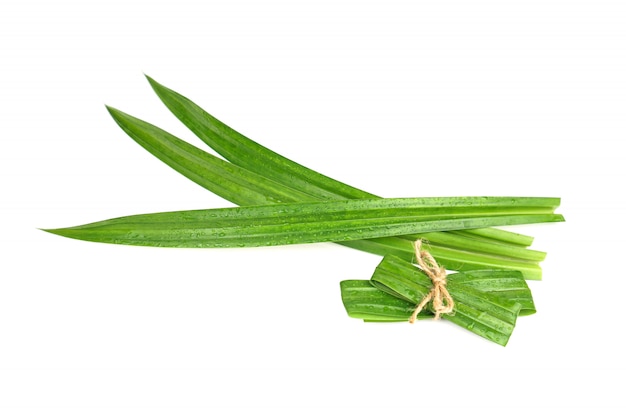 Fresh green pandan leaves with water droplets isolated  