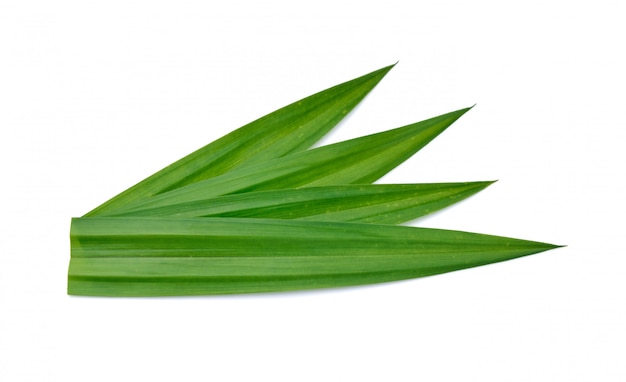 Fresh green pandan leaves