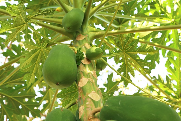 Photo fresh green papaya fruits on tree in the garden with blurred background and copy space.