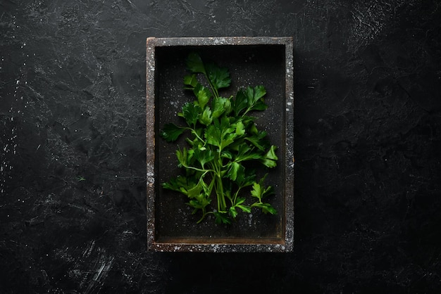 Fresh green parsley on black stone background Vegetables Top view Free space for your text