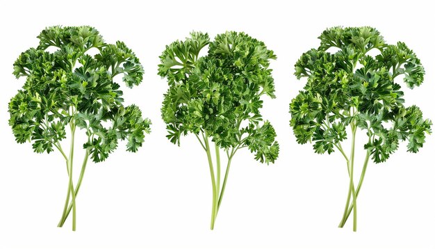 Fresh green parsley leaves isolated on white background